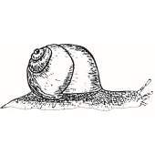 Snail - E-8100