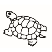 Tortue - 1047